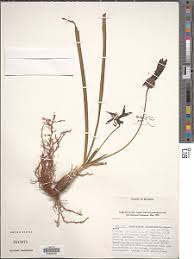 Image result for Xerophyta scabrida