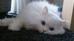 Cotton Cat Pamuk
