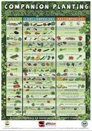 beginners companion planting resources for gardening