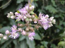Image result for Vernonia brachycalyx