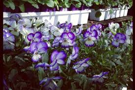 Ready to visit boston's td garden? Create Your Dream Yard With Jvi S Garden Center New For 2019