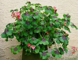 Image result for Oxalis tetraphylla
