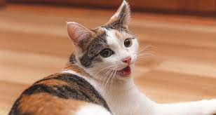 Sometimes your kitty might cough even if it hasn't swallowed anything. Why Is My Cat Wheezing Trudell Animal Health