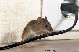 Should i do my own pest control? Cold Weather And Rodents Mice Rats