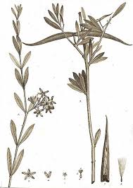 Image result for Periploca linearifolia