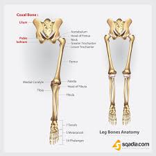 The skeleton provides shape and support to the body. Leg Anatomy Human Anatomy Leg Bones Leg Anatomy