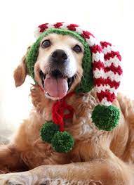 Xl Size Christmas Elf Hat For Large Breed Dogs Makes A Great Etsy In 2021 Christmas Dog Outfits Dog Clothes Diy Large Dog Breeds