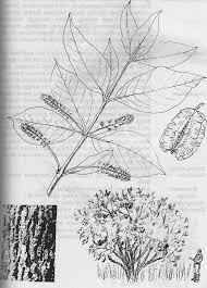 Image result for Combretum adenogonium