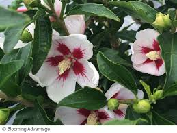 Image result for Hibiscus kirkii