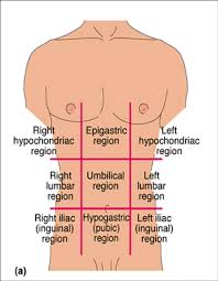This reference position is called the anatomical position. Abdominopelvic Regions And Quadrants Diagram Quizlet