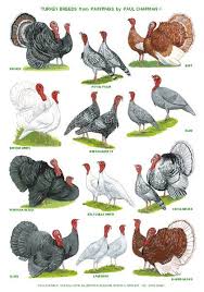 Black And White Turkey Breed A4 Laminated Posters Breeds Of Turkey Etsy Bird Breeds Turkey Breeds Raising Turkeys