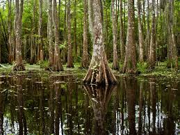 The premier golf and country club in the leesburg area. Bayou National Geographic Society