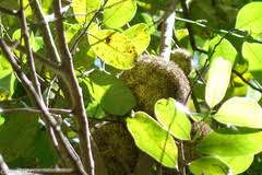 Image result for Treculia