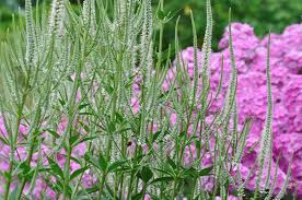 Informations botaniques nom botanique : Wertvolle Geruststaude Veronicastrum Schau Und Sichtungsgarten Hermannshof