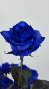 Pin By Hellen Urya Hrubesova On Mawar Flowers Rose Plants