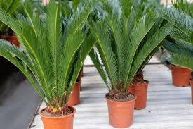 Image result for Cycadaceae