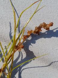 Image result for Stuckenia