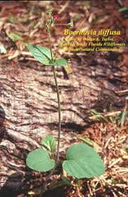 Image result for Boerhavia diffusa