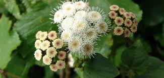 Image result for Ageratinastrum