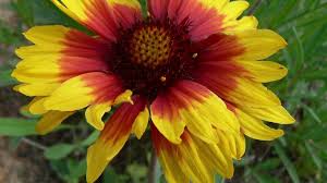Arizona Red Shades Gaillardia Blanket Flower American Meadows
