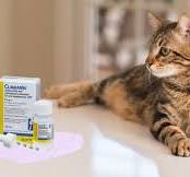 How Clavamox® Treats Bacterial Infections in Dogs & Cats