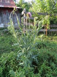 Image result for Carduus nyassanus