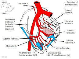 Tutorial 28 How To Remember The Branches Of The Internal Iliac Artery Arteries Arteries Anatomy Subclavian Artery