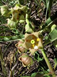 Image result for Pachycarpus concolor