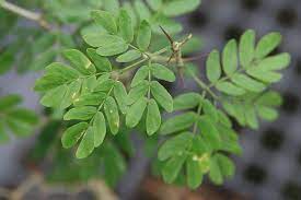 While some desert plants have thick, leathery leaves, you can also find desert tree varieties that offer bright, frilly flowers. Shade Trees For The Desert Garden Gardening In The Desert