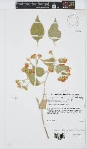 Image result for Distephanus divaricatus