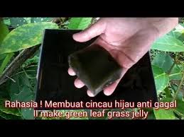 Simak saja resep es cincau yang segar berikut ini. Rahasia Membuat Cincau Hijau Anti Gagal Ii Make Green Leaf Grass Jelly Endang Mengge Youtube