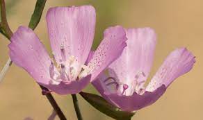 Clarkia Dudleyana Wikipedia