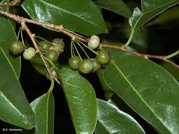 Image result for Margaritaria