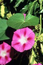 Image result for Ipomoea violacea