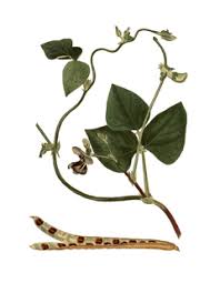 Image result for Vigna unguiculata