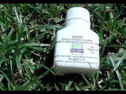 Basagran t/o, sedgehammer, and image will kill sedges. Nut Grass Problem Try Sempra Youtube