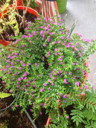 Mexican Heather Very Neat Plant And Good For This Crazy Texas Heat Ground Cover Texas Plants Plants