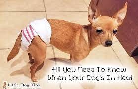 All You Need To Know When Your Dog S In Heat Little Dog Tips