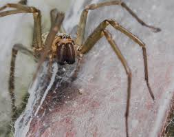 The spiderlings hatch out of the eggs and resemble a tiny version of the adults. Funnel Weavers Spiderspotter