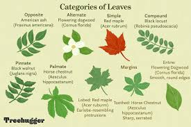 Maybe you would like to learn more about one of these? How To Identify Deciduous Trees By Their Leaves