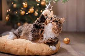 Christmas cactus is a beautiful plant that can bloom year after year; Is Christmas Cactus Toxic To Cats Gardener S Path