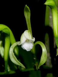 Image result for Corymborkis