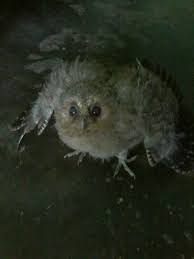 Suara burung hantu kecil celepuk ceguk. Tasikmalaya Owl Celepuk Burung Hantu Yg Lucu Facebook