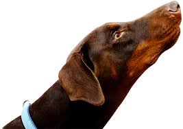 Check spelling or type a new query. Tri Heart Plus Heartworm Protection For Dogs