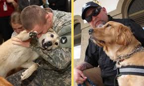 Maybe you would like to learn more about one of these? New Bill May Cover The Cost Of Service Dogs For Veterans With Ptsd