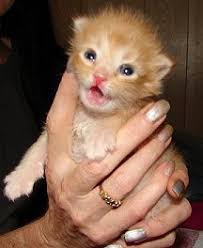 See full list on thesprucepets.com Kitten Open Eyes Age Novocom Top
