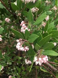 Image result for Hunteria densiflora
