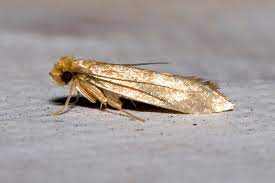 Moths can chew through cardboard if you suspect you have moths in your house, don't delay. Tineola Bisselliella Wikipedia