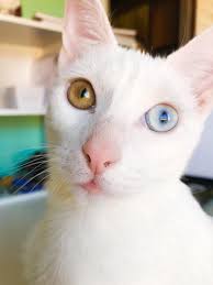 My Little Girl With Heterochromia Iridium She Is Also Deaf In One Ear A Common Genetic Mutation In White Cats With Cat With Blue Eyes White Cats Cat Doorstop