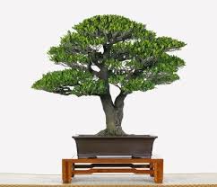 Image result for Diospyros ferrea